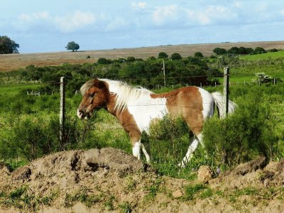 Caballo descansando