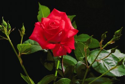 rosa roja jigsaw puzzle