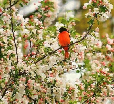 Bird jigsaw puzzle