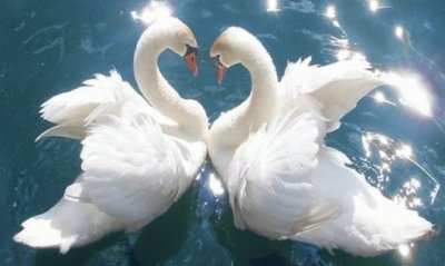 cisnes apaixonados