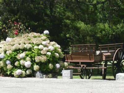 carro y flores