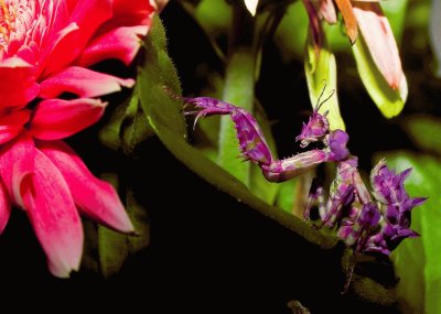 fantasy Orchid Preying Mantis jigsaw puzzle