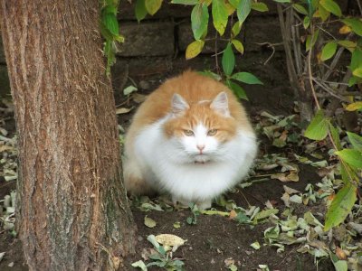 Mushi