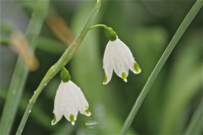 leucojum vernum