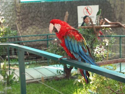 Beauty Parrots