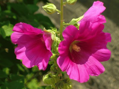 Hollyhock jigsaw puzzle