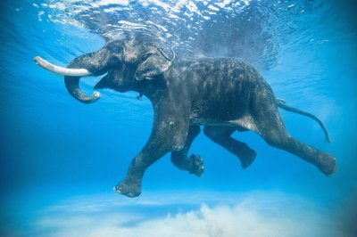 Elefante nadando jigsaw puzzle
