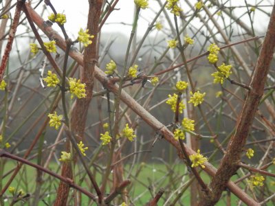 Printemps (Bel)