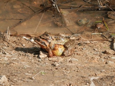 Frogs (Bel) jigsaw puzzle