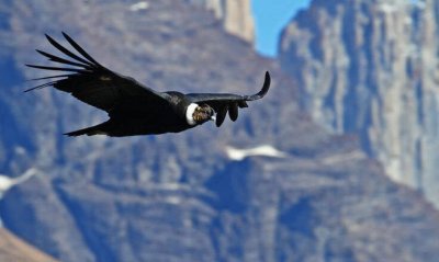 condor