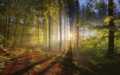 Sol entre los Ã¡rboles de un bosque