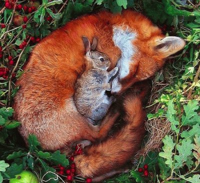 Fox jigsaw puzzle