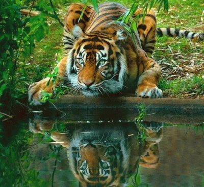 Tiger jigsaw puzzle