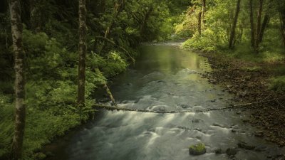 Un arroyo corriendo entre Ã¡rboles y arbustos