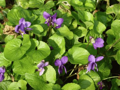 Violets, Cornwall jigsaw puzzle