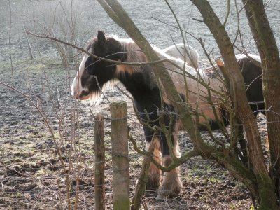 פאזל של Horses in winter (Bel)