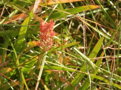 פאזל של Narthecium - Fagnes (Belg)