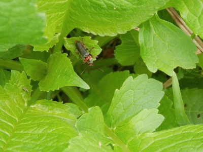 spring (Nl)