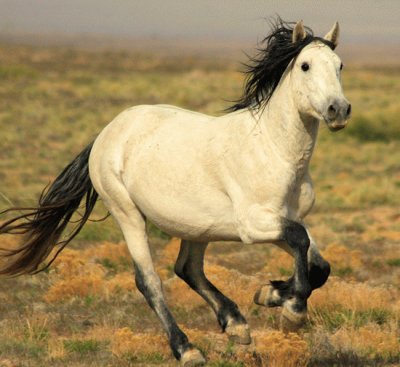 Horse jigsaw puzzle