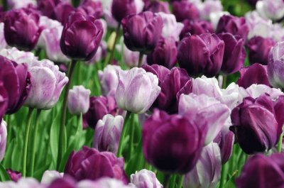 tulip