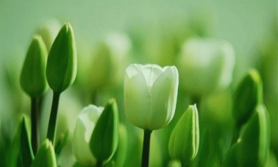 פאזל של tulip