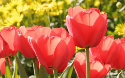 פאזל של tulip