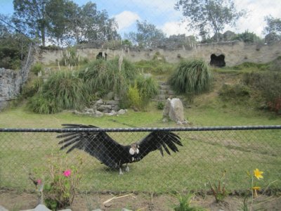 CÃ³ndor de los Andes