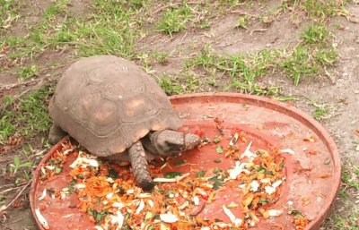 Tortuguita jigsaw puzzle