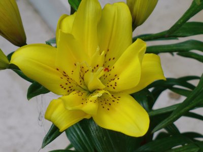 פאזל של Lilium