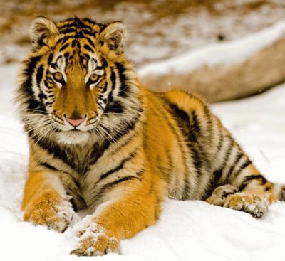 פאזל של Tiger