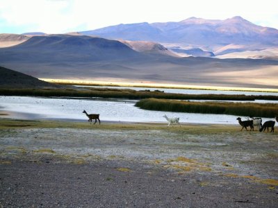 Antofagasta de la Sierra. Catamarca. Argentina jigsaw puzzle