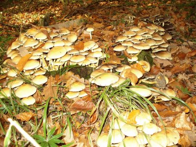 Pilze im Wald jigsaw puzzle