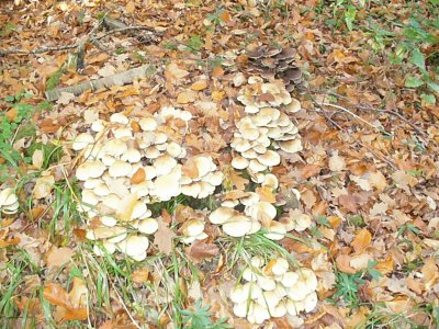 פאזל של Pilze im Wald