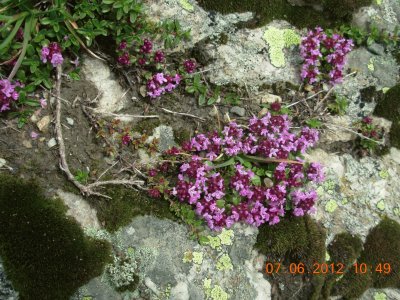 Fleurs des Alpes (Fr) jigsaw puzzle
