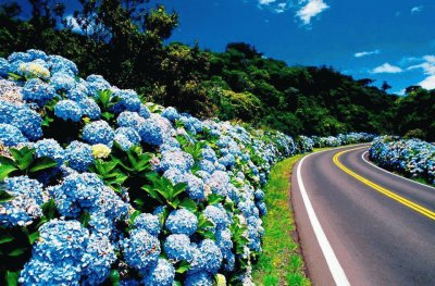 Carretera y flores