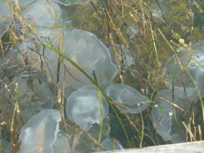 Moon jelly fish Swnedborg sound