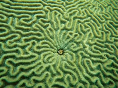 pez entre corales