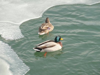 canards jigsaw puzzle