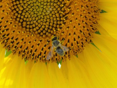 tournesol jigsaw puzzle