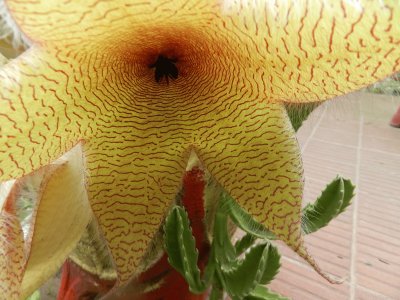 STAPELIA GIGANTEA