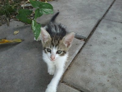 פאזל של LULU EXPLORANDO EL PATIO