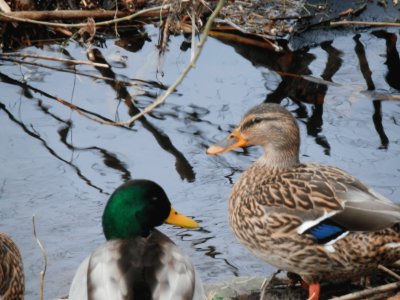 Canard (Verviers-East Belgium) jigsaw puzzle