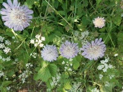 פאזל של Fleurs (East Belgium)