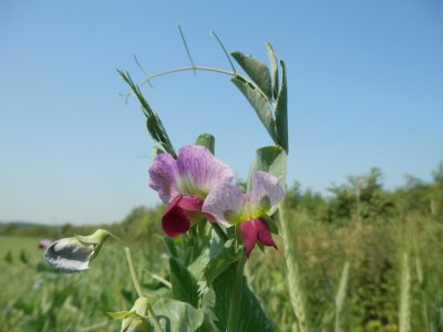 פאזל של Fleurs (East Belgium)