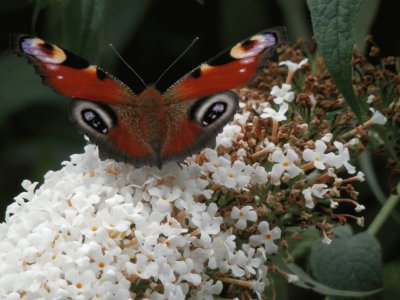 Butterfly at home(East Belgium)