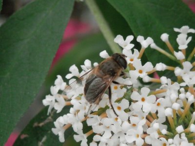 GuÃªpe solitaire (Belgium)