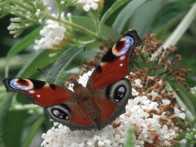 Butterfly (East Belgium) jigsaw puzzle