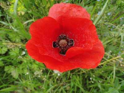 coquelicot jigsaw puzzle