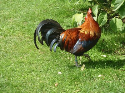 Rooster