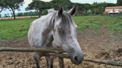 cavalli in maremma